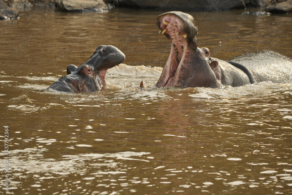 Fototapeta premium Hippos play-fighting in Mara River, Masai Mara Game Reserve, Kenya