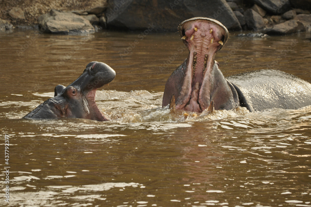 Fototapeta premium Hippos play-fighting in Mara River, Masai Mara Game Reserve, Kenya