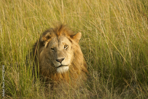 Portrait of male African lion in long grass  Masai Mara Game Reserve  Kenya