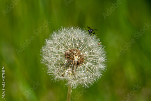 Dandelion  Taraxacum officinale 