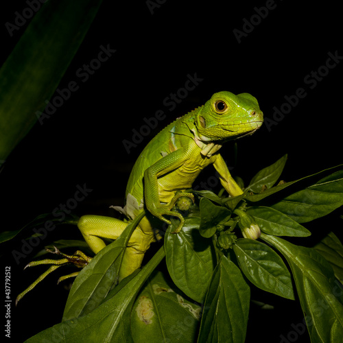 green tree iguana
