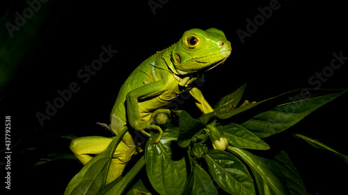 green iguana on a branch