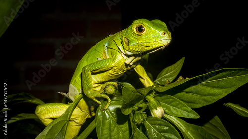 Green iguana on a branch