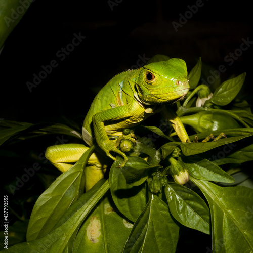 green tree frog