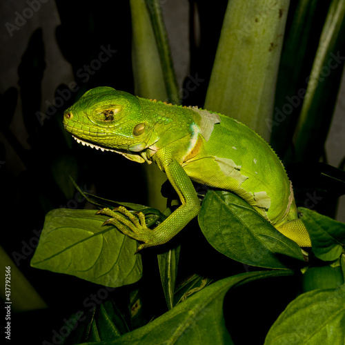green lizard on a branch