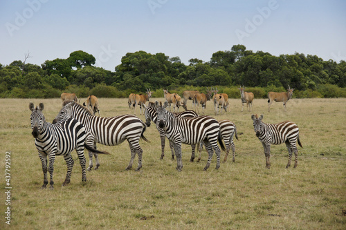 Burchell s  common  plains  zebras and common eland  Masai Mara Game Reserve  Kenya
