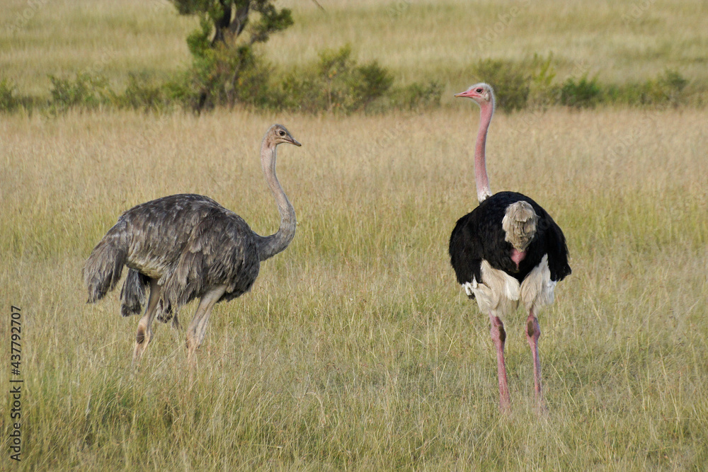 Naklejka premium Masai ostriches (female and male), Masai Mara Game Reserve, Kenya