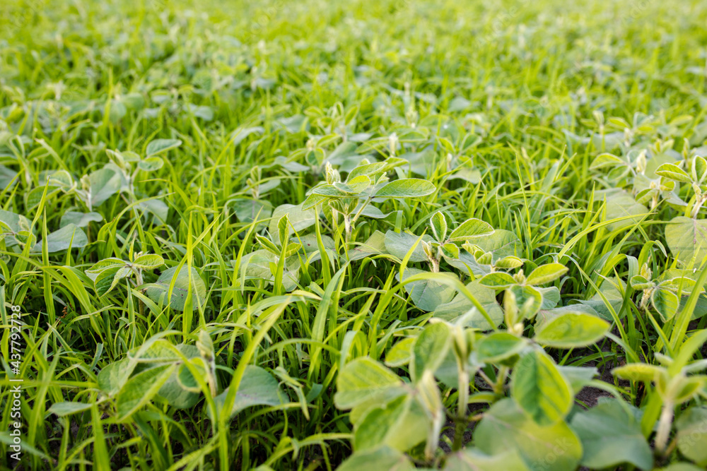 Lambsquarters soybean on a field where herbicides from weeds were not affected. prevent herbicide-resistant weeds from spreading. Soy sprouts in grass on a farmer's field
