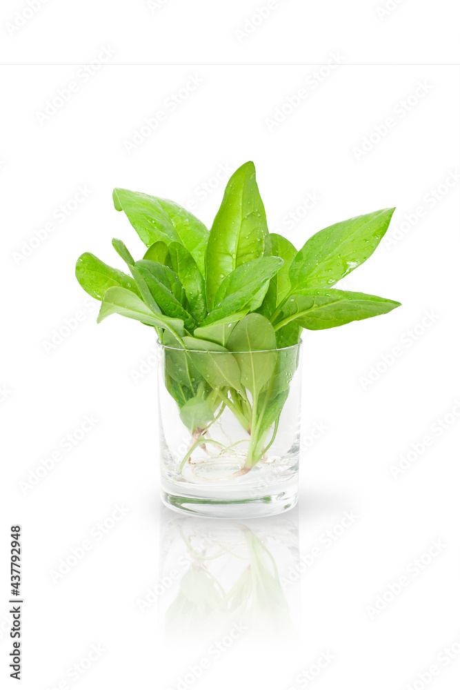 isolated spinach leaves in a transparent glass isolated spinach leaves in a transparent glass