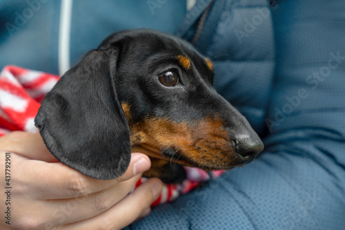 Portrait of lovely frozen dachshund puppy wrapped in blanket, which owner in warm puffed jacket holds in hands, close up. Walking in a bad cold weather.