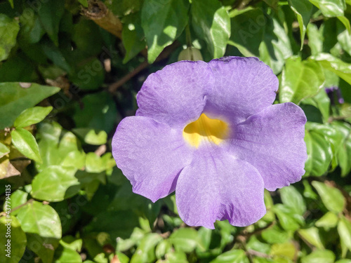 Thunbergia flower in the garden on a sunny day.
