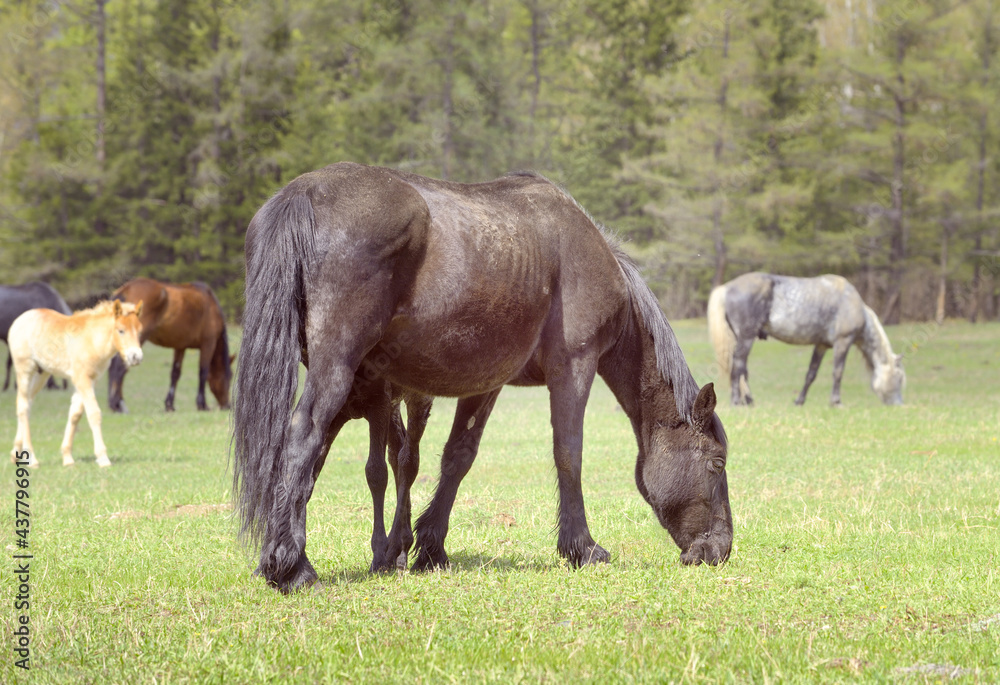 Horses in the Altai Mountains. Pets with foals on a spring pasture against the background of a coniferous forest. Selective focus. Siberia, Russia