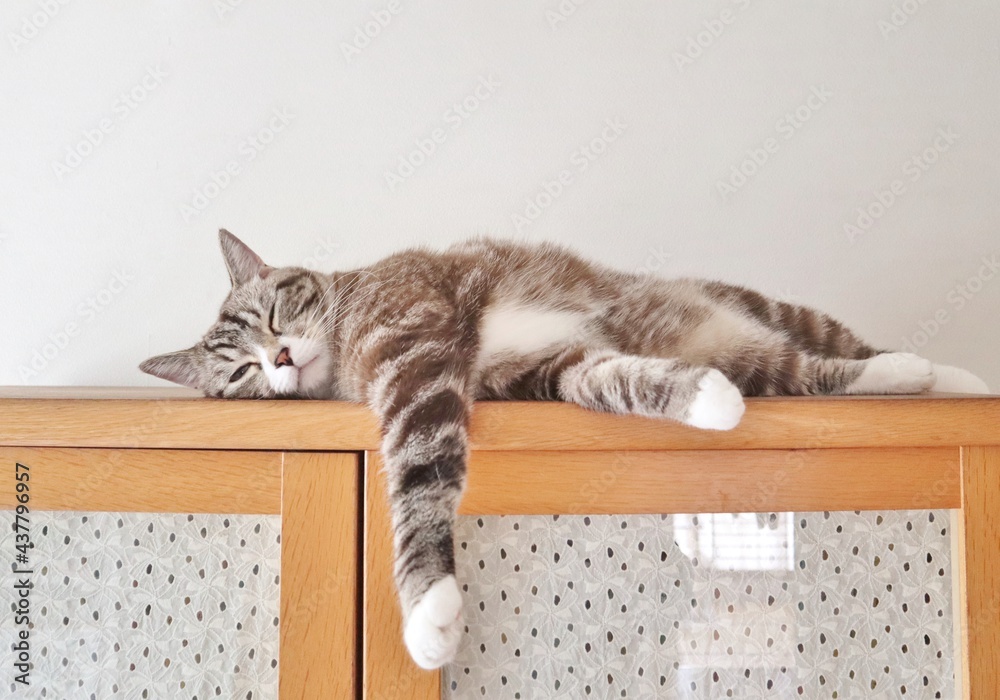 退屈そうに横になる可愛いトラ猫 Stock Photo Adobe Stock