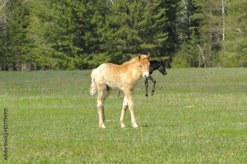 Foals in the Altai mountains. Small horses on a spring pasture against the background of a coniferous forest. Selective focus. Siberia, Russia