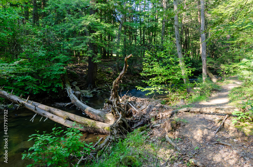 Several fallen trees bridging a creek in a state park