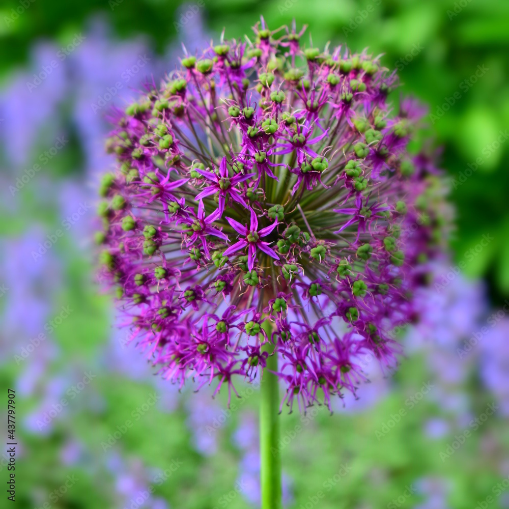 Fototapeta premium Purple allium flowers close up with firework effect on bokeh blue background