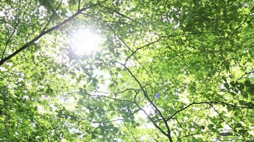 sun in the forest