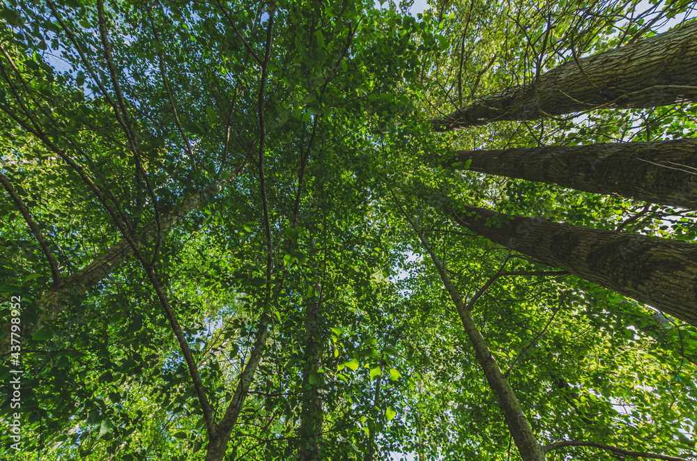 Obraz premium Trees in the forest, nature