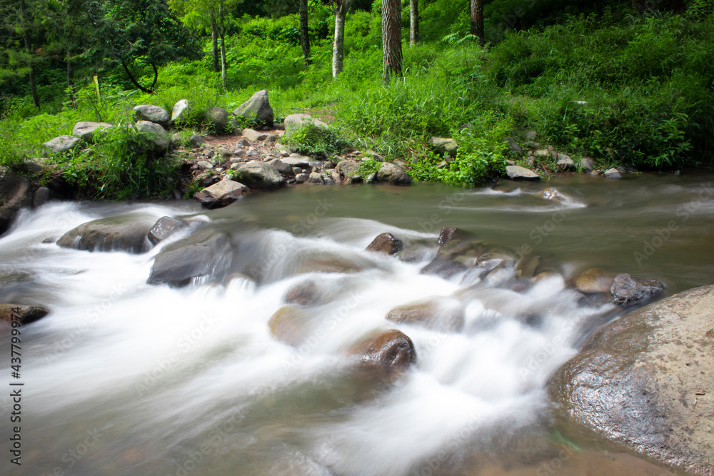 Obraz premium stream in the forest