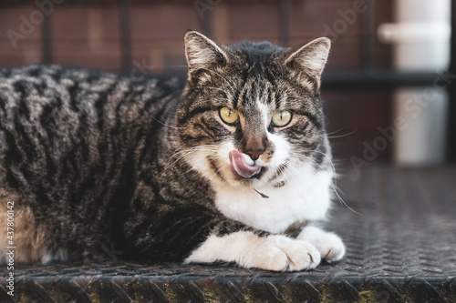 Relaxed tabby cat sitting on metal stairs licking lips. Close up portrait image. 