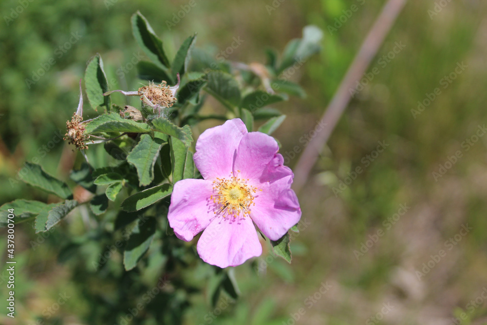 Climbing wild rose this afternoon at Somme Prairie Nature Preserve in Northbrook, Illinois in bright sun Climbing wild rose this afternoon at Somme Prairie Nature Preserve in Northbrook, Illinois in bright sun
