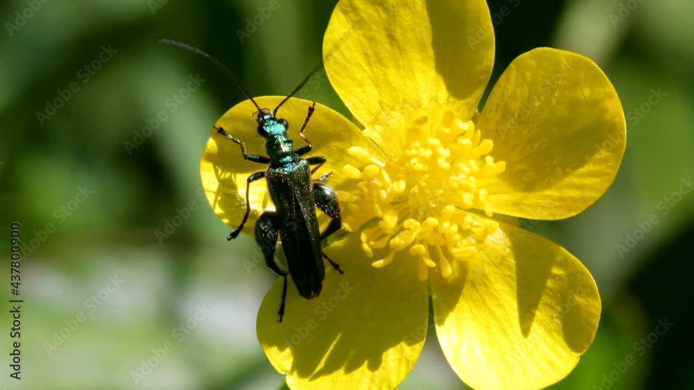 Swollen-thighed Beetle on flowers. His Latin name is Oedemera nobilis. Swollen-thighed Beetle on flowers. His Latin name is Oedemera nobilis.