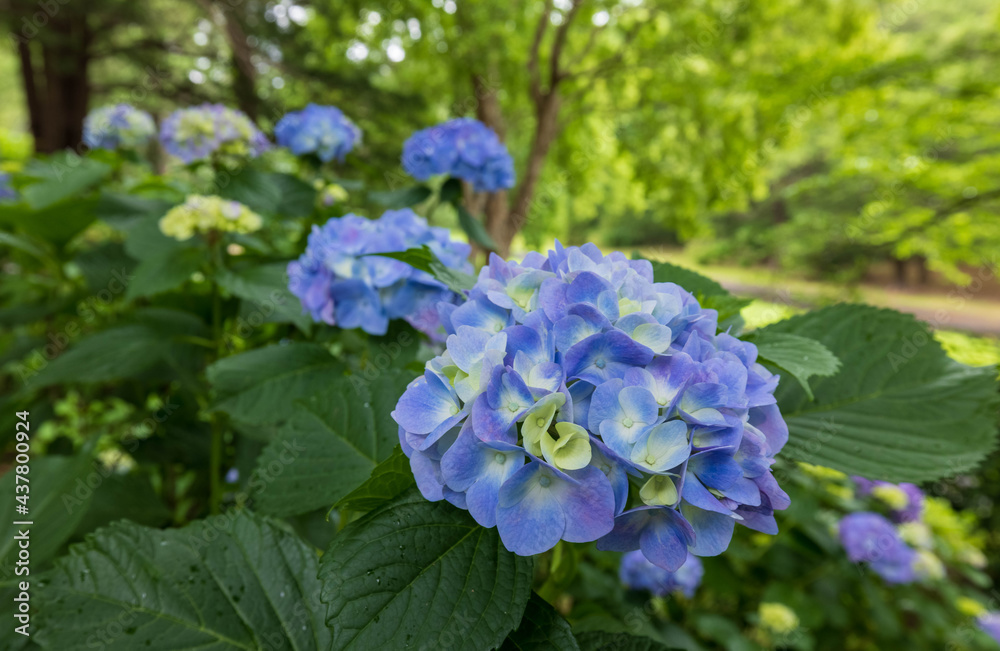 Hydrangea Hydrangea