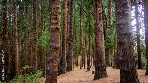 trees in the forest