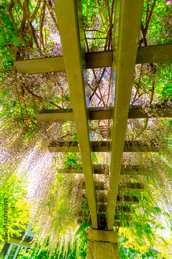 Purple wisteria, flower, blooming, plant
