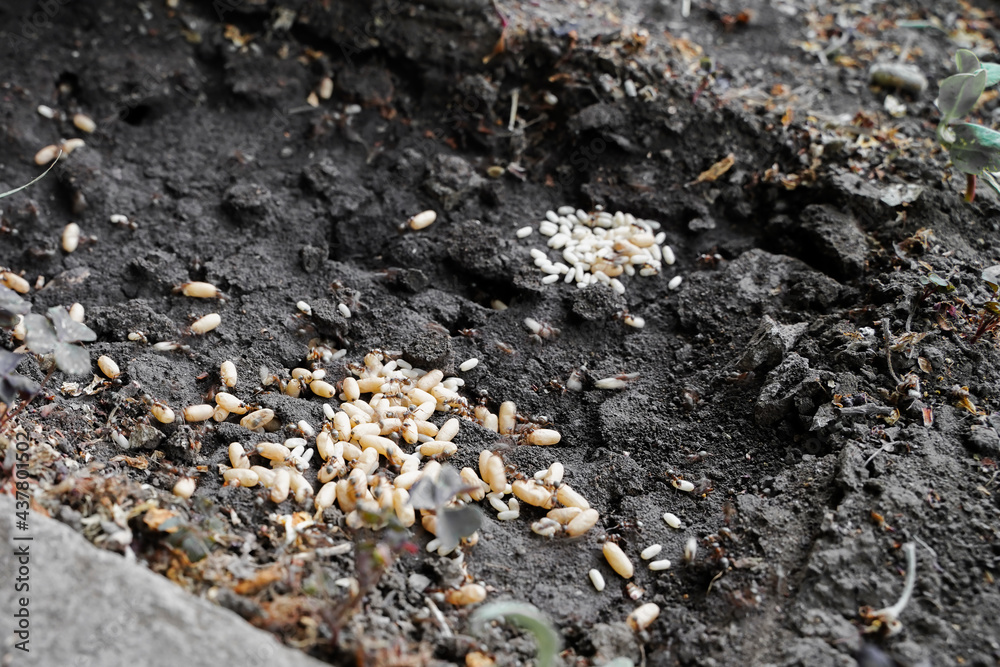 Many white ant larvae in the ground, open nest in the garden, formicarium Many white ant larvae in the ground, open nest in the garden, formicarium