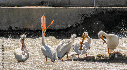 Pelicans