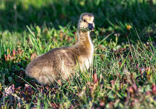 Canada Goose Gosling