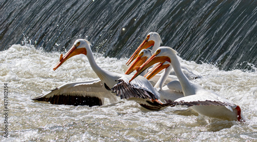 Pelicans