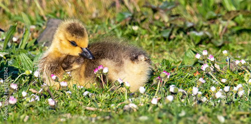 Canada Goose Gosling