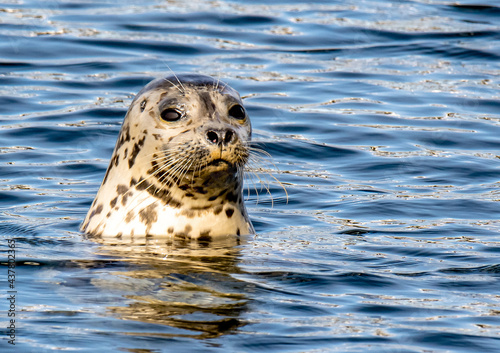Harbor Seal
