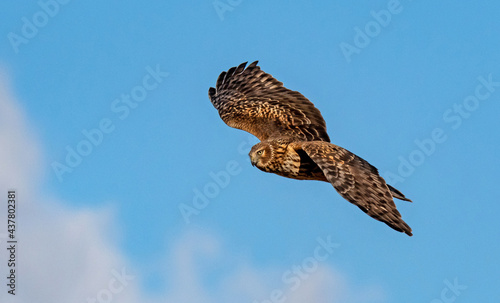 Northern Harrier