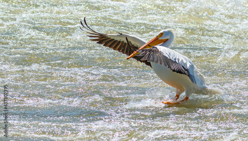 Pelican