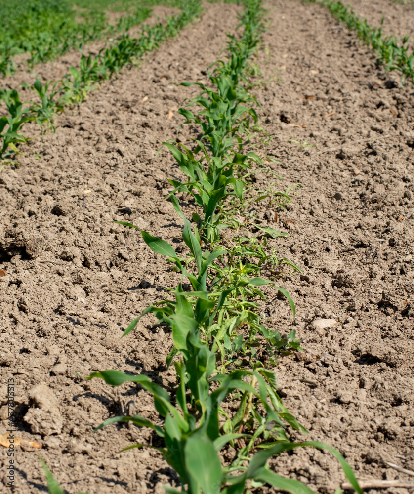 Young green corn seedlings growing on the agricultural field. The maize plants on the field. Young green corn seedlings growing on the agricultural field. The maize plants on the field.