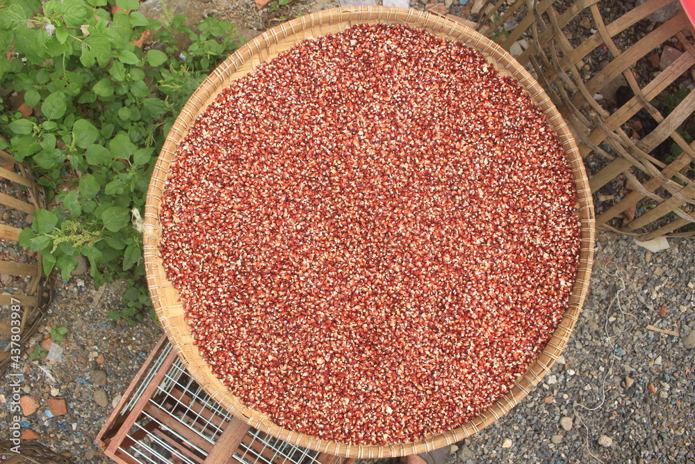 the-process-of-drying-red-corn-naturally-to-dry-and-produce-quality-dry