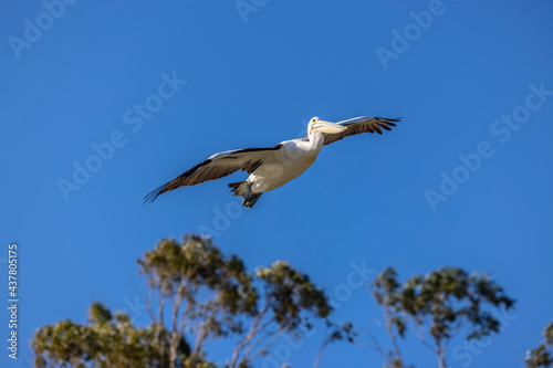 Pelican in Flight