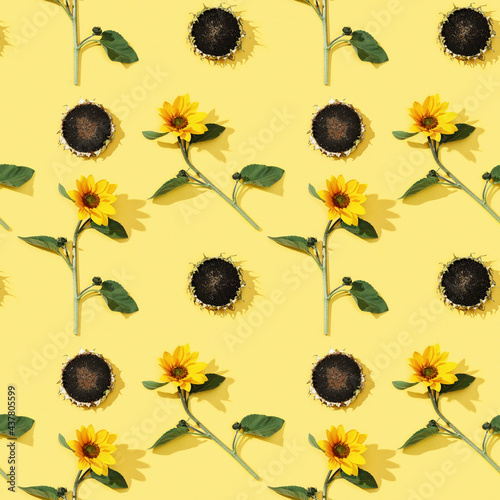 Pattern from beautiful sunflower and ripe sunflower with seeds. Autumnal concept. photo