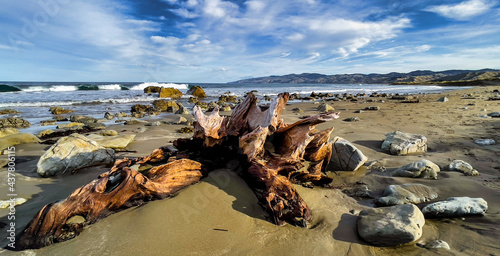 Natural beautiful driftwood on the deserted sandy remote beach at Flat Point Wairarapa New Zealand