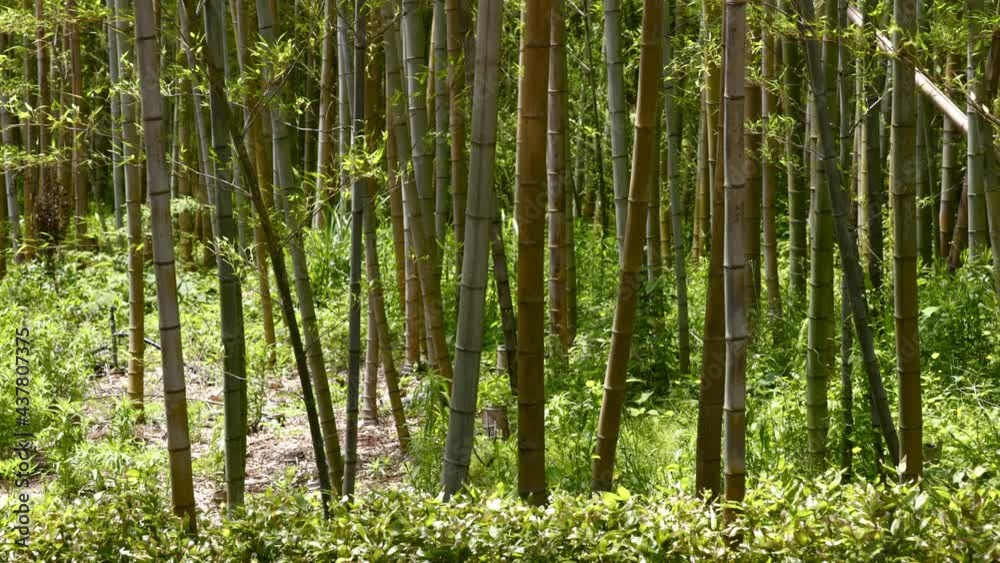 竹林 竹やぶ 竹の葉 竹林 竹やぶ 竹の葉