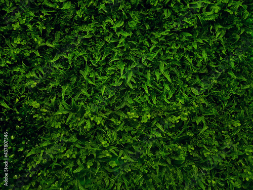Dense green grass, textured background