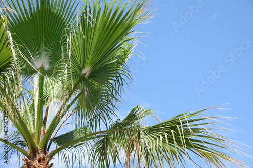 Beautiful view of palm branches on sunny summer day