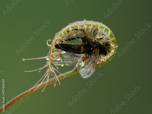 P6010008 leaf of a cape sundew carnivorous plant (Drosera capensis) that has trapped and enveloped a snipe fly cECP 2021