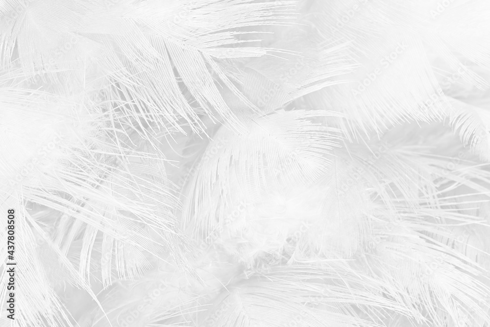Obraz premium white feather wooly pattern texture background