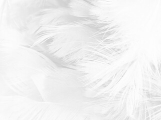 white feather wooly pattern texture background