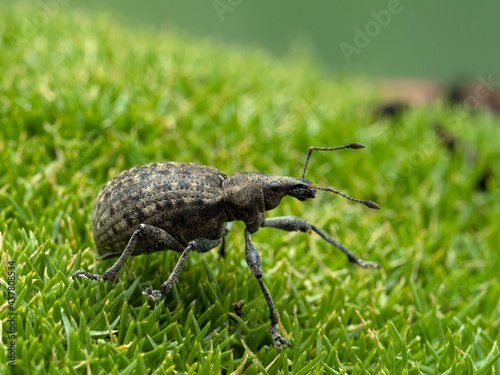 P6050002 Introduced European weevil  Liophloeus tessulatus  on moss cECP 2021