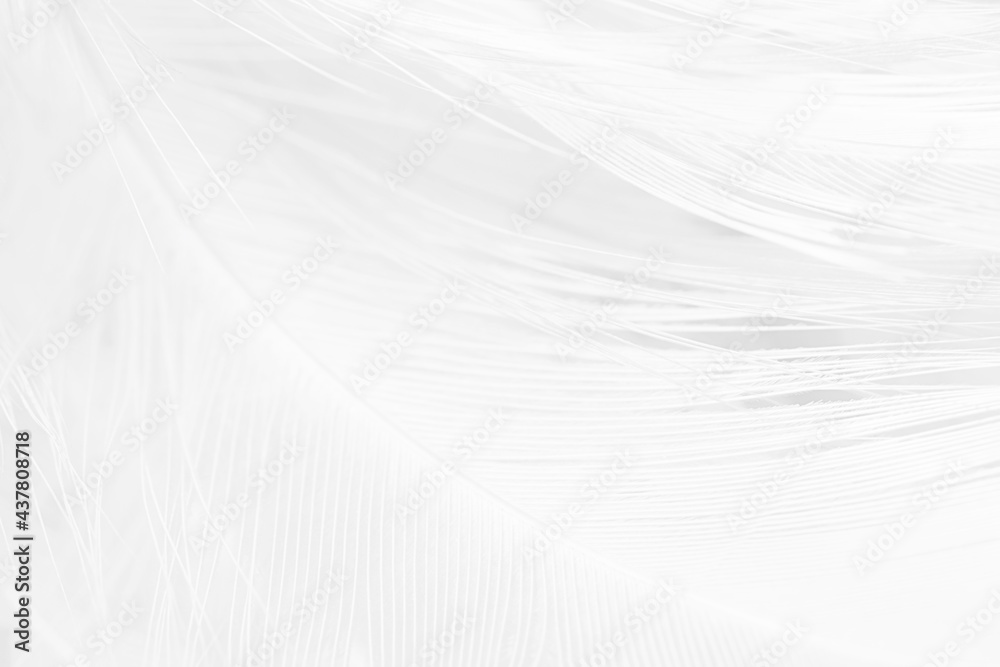 white feather wooly pattern texture background white feather wooly pattern texture background